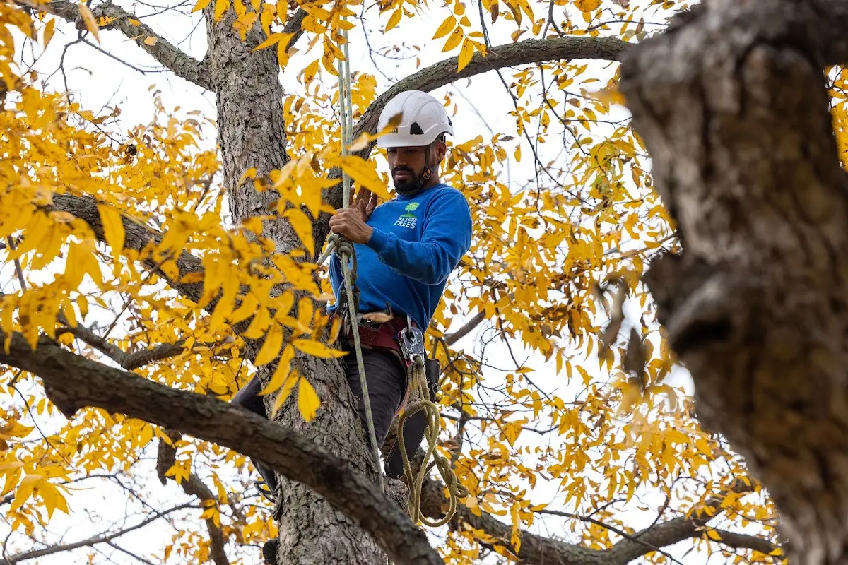 Skilled Tree Trimming crew working in Rock River