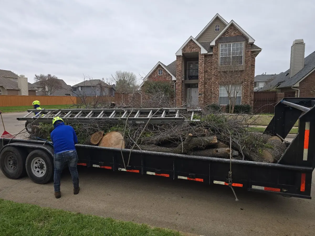 Expert Tree Removal with proper safety equipment in Rock River